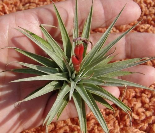 Tillandsia Vrisea Espinosae