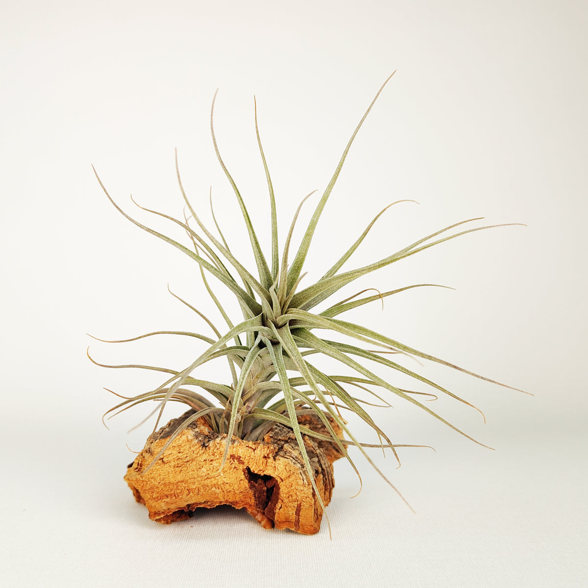 Tillandsia Werdermannii