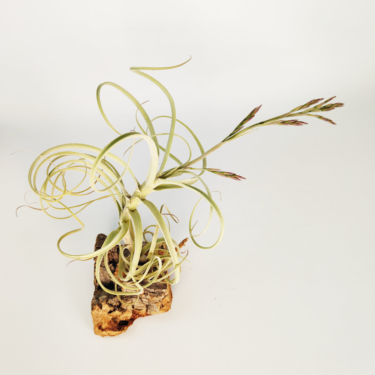 Tillandsia Wonga