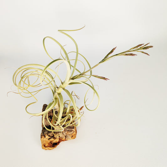 Tillandsia Wonga