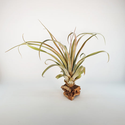 Xerografica x Capitata Tillandsia