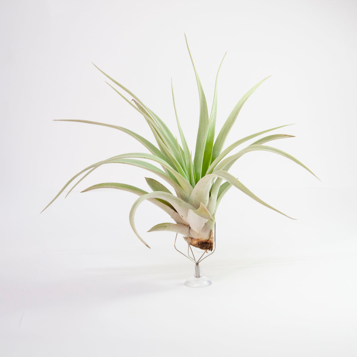 Xerographisch x Harrisi Tillandsia