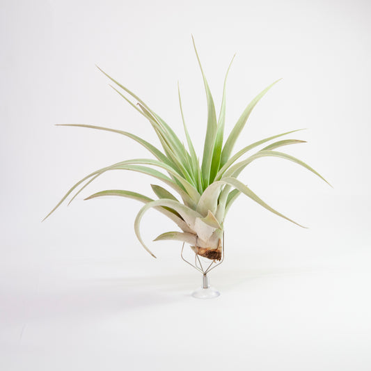 Xerografica x Harrisi Tillandsia