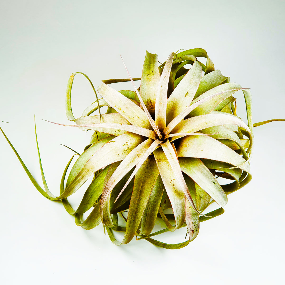 Xerographica Tillandsia