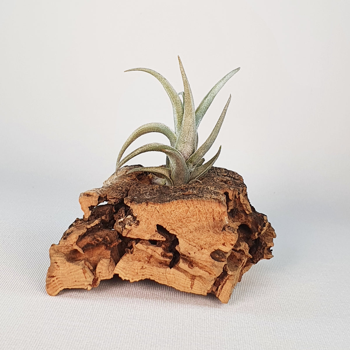 Tillandsia Xiphioides Enano