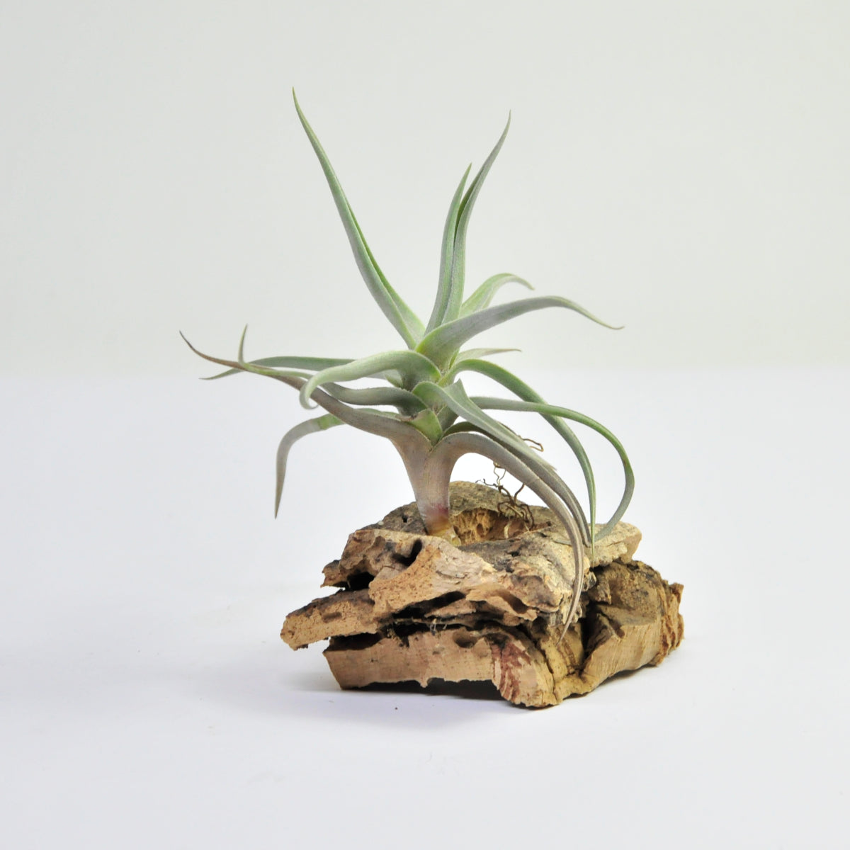 Tillandsia Xiphioides