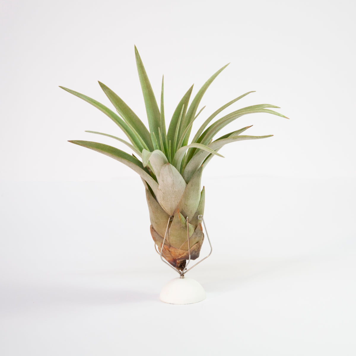 Tillandsia Zacapanensis