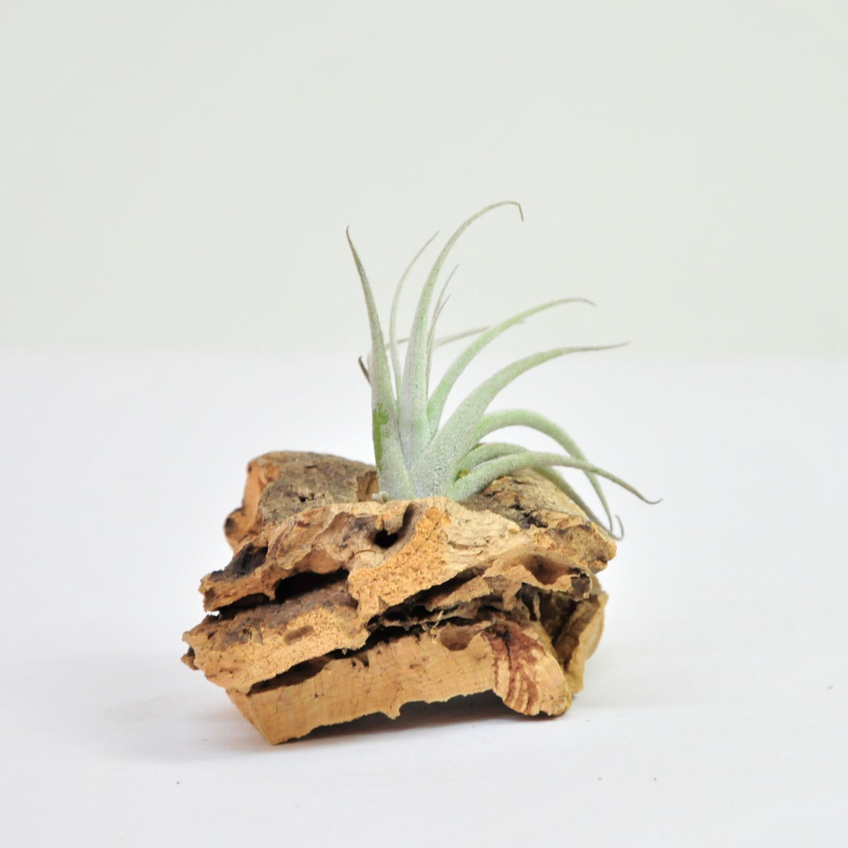 Zecheri cafayatensis Tillandsia