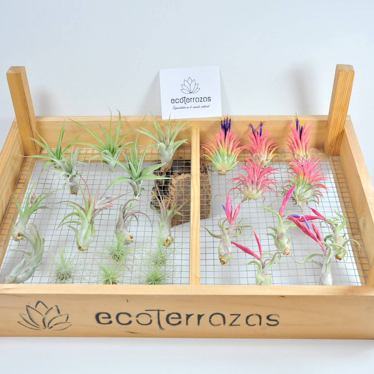 25 Pack Tillandsia